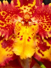 Odontoglossum Burning Fire NEW