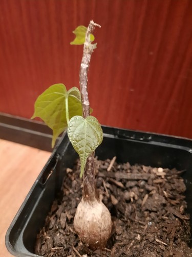 Firmiana colorata mit