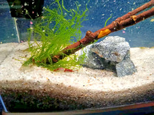Nano Aquarium 5 Liter Komplettset Garnelen Sand und Steine