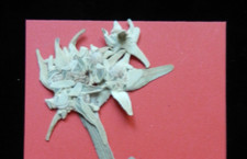 echtes Super Edelweiß