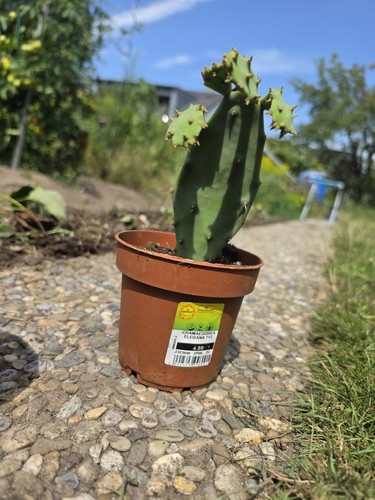 Feigenkaktus kaktus - feigenkaktus,
