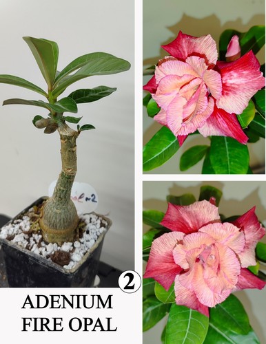 Adenium fire opal - fire, n2