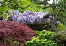 Japanischer Blauregen Wisteria floribunda 'Blue Dream'  60 - 100  im Container