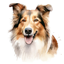 Collie Car Decal 9X9cm Dogs