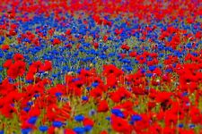 20qm MOHN & KORNBLUME Wildblumen Blumenwiese Bienenweide Sommerwiese