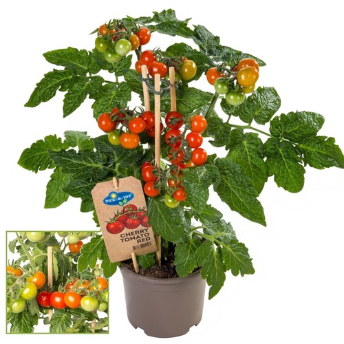 Exotenherz kirschtomate - exotenherz,