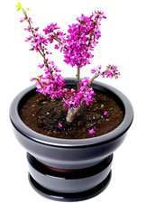 Herzbaum Bonsai Samen