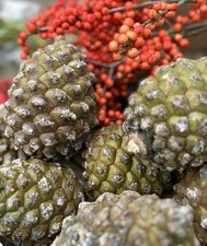 3 Stück frische große echte Pinienzapfen~ winterliche Dekoidee~ Wohnidee