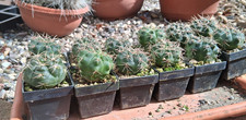2 Stück Gymnocalycium spec