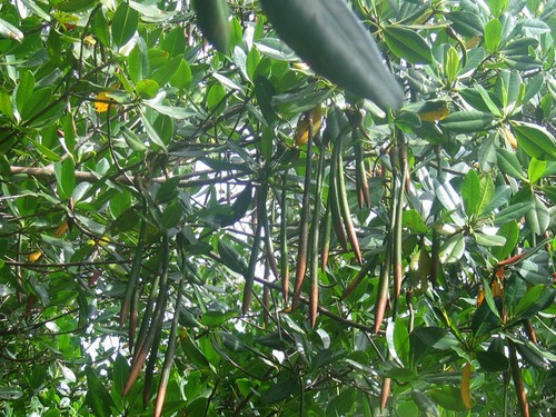 Rote mangrove rhizophora - mangrove,