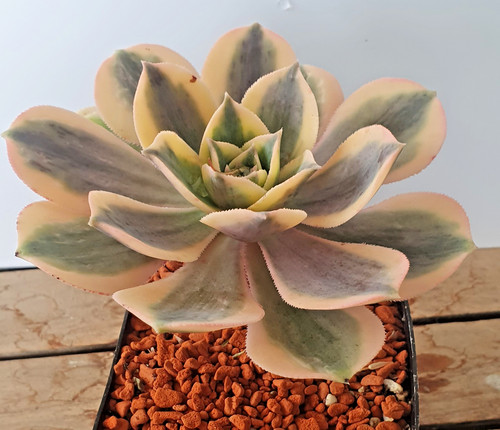 Aeonium decorum sunburst auf - 'sunburst',