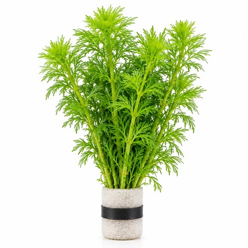 Limnophila sessiliflora - , |