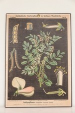 Alte Lehrtafel Indigopflanze von Hermann Zippel