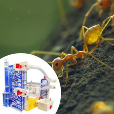 Diy ant farm - diy,
