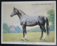 Anglo Arab Horse Vintage 1939