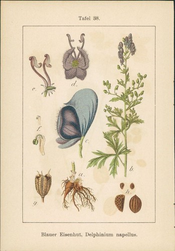 Lithographie dotterblume - :,