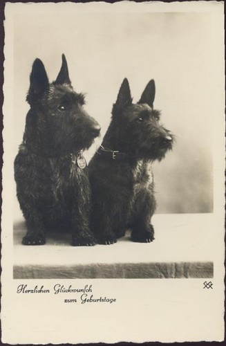 20047369 2 scotchterrier - 20047369,