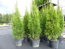 Thuja occ. Smaragd 110 - 120