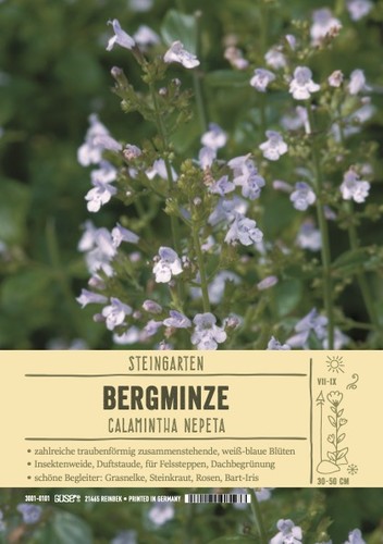 Calamintha nepeta lila - calamintha,