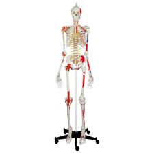 Skelett super mit - skelett,