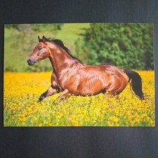 Pferdepostkarte AK Pferd Korsch Quarter Horse 08/2016