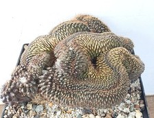 riesige Copiapoa tenuissima f