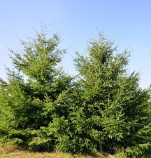 Douglasfichte 80-100cm -