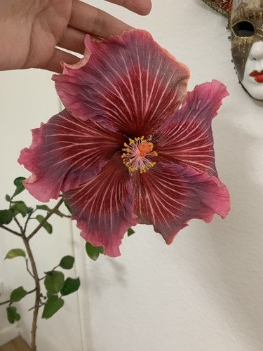 Hibiskus edelreis - hibiskus,