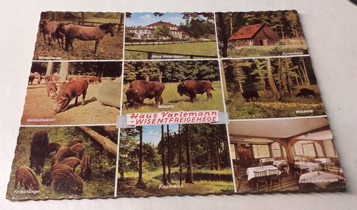 Wisent wisentfreigehege - wisent,