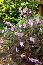 3 x Geranium maculatum 'Espresso‘ (RARITÄT) Storchschnabel Bodendecker/Staude