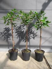 Arbutus unedo - Mini-Stamm - Erdbeerbaum - winterharte Pflanze 60-80cm
