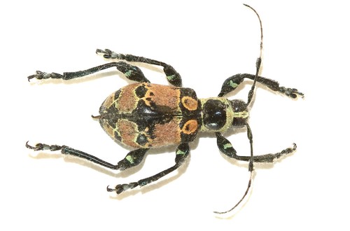 Coleoptera cerambycidae - coleoptera,,