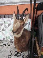 Gams Präparat Schulterpräparat