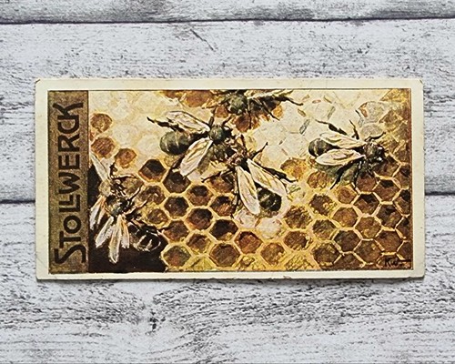 Bienen wabe insekten - wabe,