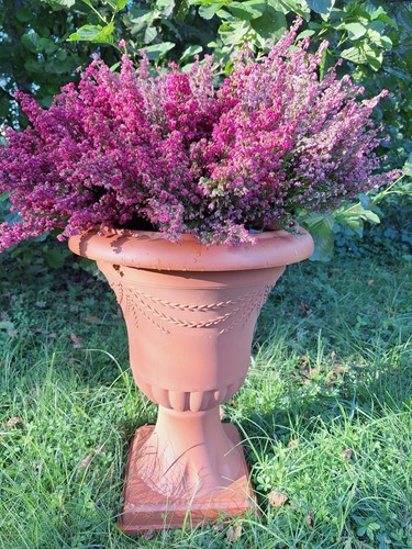 Blumentopf mit untertasse - blumentopf,