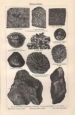 Meteorsteine  Fossilien  Versteinerung  Holzstich 1906 Meteorit Steinregen