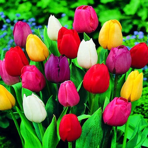 Tulpen blumenzwiebeln zwiebeln - tulpen,