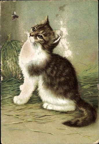 Litho katze beobachtet - litho, eine