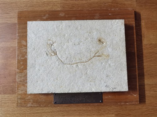 Schweres fossil jura solnhofen - schweres,