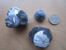 Drei versteinerte Seeigel