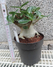 Adenium obesum Wüstenrose Caudex verzweigt Baobab Nr 427