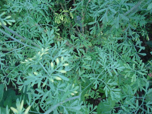 Weinraute gartenraute ruta - gartenraute,,