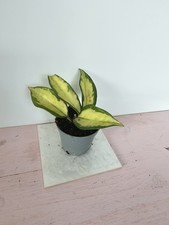 heavenly HOYA Hoya carnosa variegata 'Krimson Princess' inner variegated klein