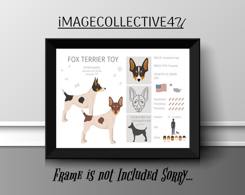 Foxterrier hund haustier - hund,