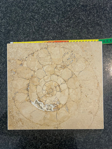 Ammonit tierfossil - ammonit,