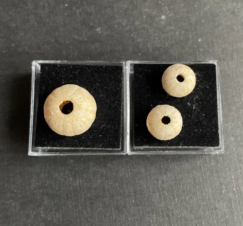 Arbacina mobilis seeigel - arbacina, mobilis,