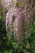 Japanische Wisteria Wisteria floribunda Japanischer Blauregen 5 Samen