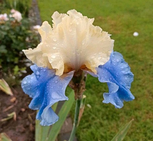 Iris haut les - haut,