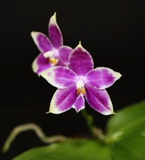 Phal. LL Blue Crake (LL Blue Leopard x Lioulin Blue Peacock) 02 knospig/budded