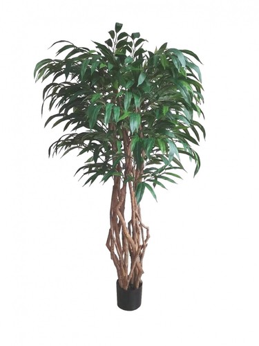 Crazy weeping ficus - crazy, 150cm
